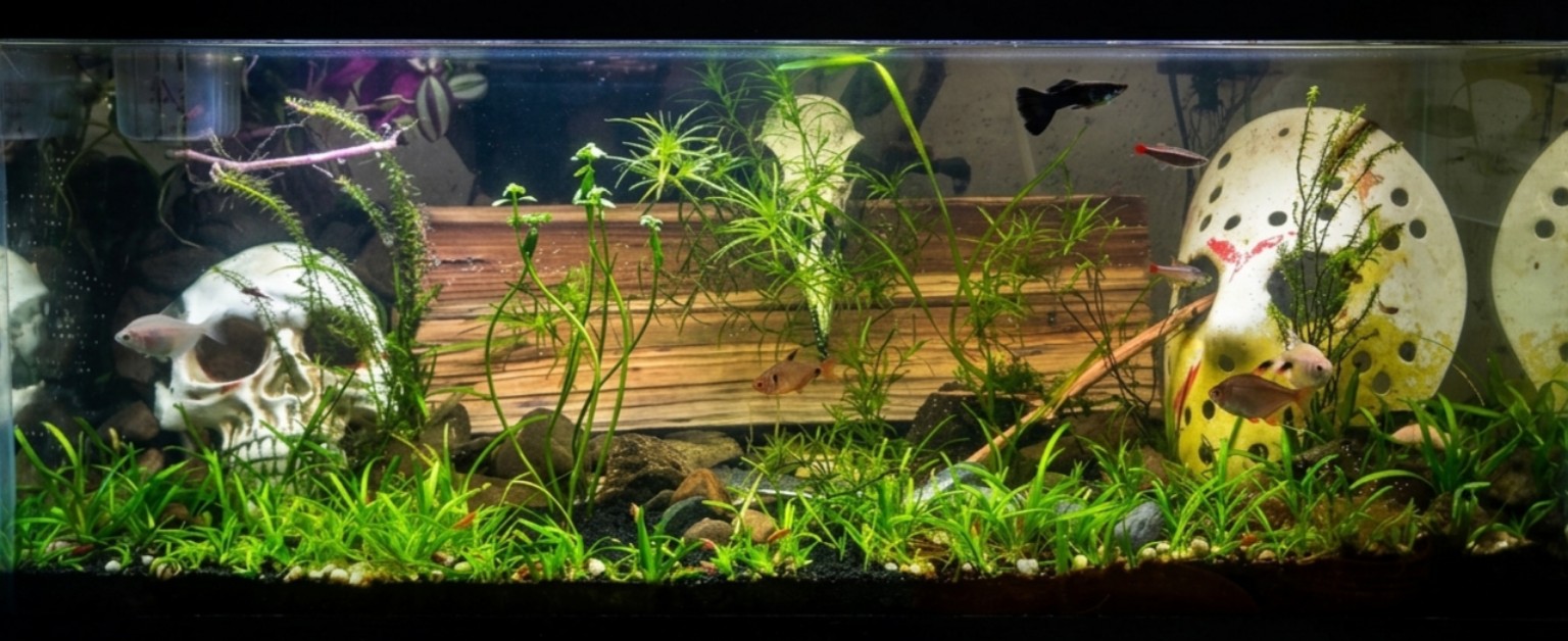 A planted home aquarium with fish, natural cover, and themed decor