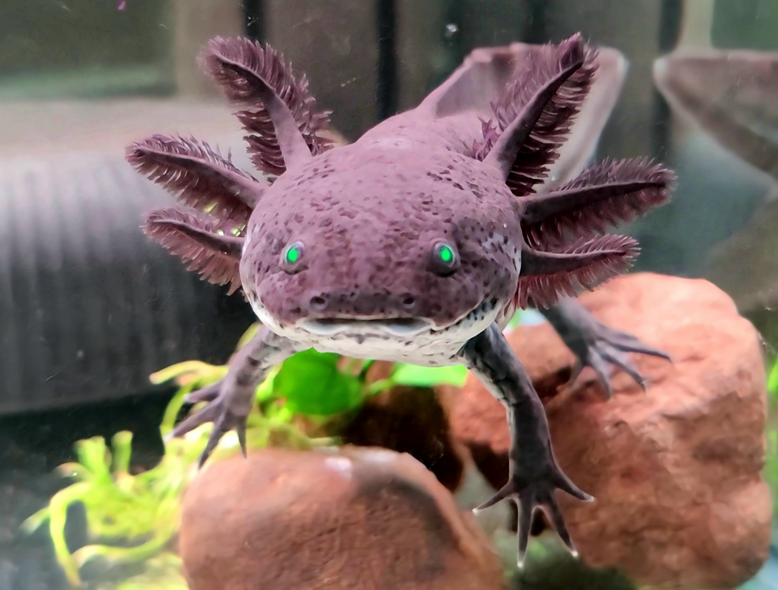 Close-up photograph of Frankie, an axolotl at Fisher Aquatics